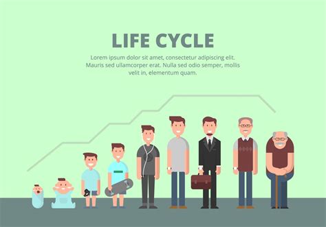 life cycle  human human life cycle stages  human life cycle