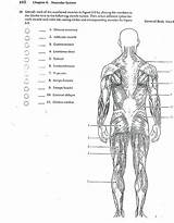 Muscles Physiology Workbook Db Kidsworksheetfun Divyajanani sketch template
