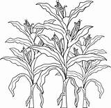 Corn Stalk Drawing Coloring Paintingvalley sketch template