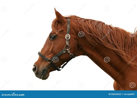 horse heads stock  royalty  pictures page