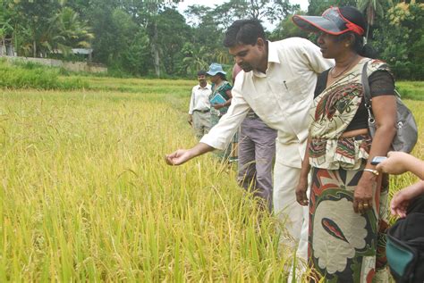 sri lanka international rice research institute