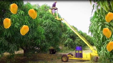 mango harvesting machine   mango picking mango farm agriculture technology youtube
