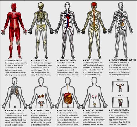struktur  fungsi anatomi tubuh manusia  kulturaupice