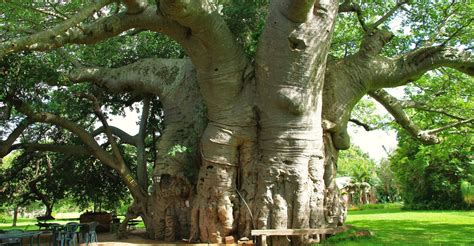 This 6000 Year Old Tree Has A Full Bar Inside