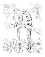Coloring Pages Printable Two Quaker Parrots sketch template