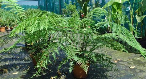 dicksonia antarctica tasmanian tree fern palma verde