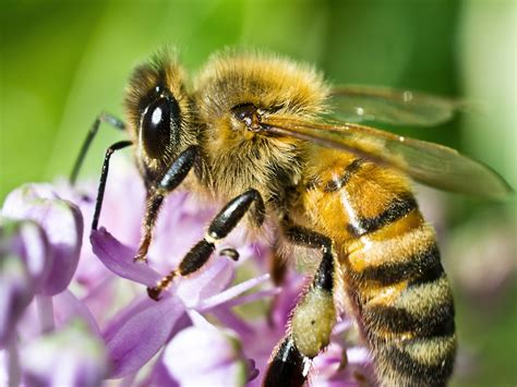honey bee control honey bee management treatment