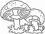 Coloring Pages Mushrooms Mushroom Gif Coloringpages1001 sketch template