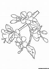 Tree Blossoms Bunga Mewarnai Kirsche Momjunction Putih Ide Penting Menawan Indah Getdrawings sketch template
