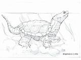 Snapping Turtle Coloring Pages Getcolorings Color Printable Turtles sketch template