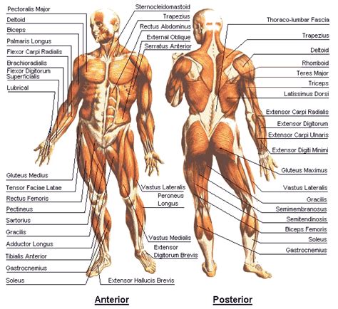 ledematen menselijk lichaam algemeen menselijk lichaam menselijk lichaam