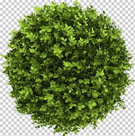 shrub stock photography buxus sempervirens tree png clipart box boxwood buxus sempervirens