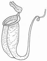 Plant Carnivorous Plants Clipart Coloring Pitcher Nepenthes Bladderwort Drawings Utricularia Clipground Designlooter Tree Cronodon 1024px 93kb Dear sketch template