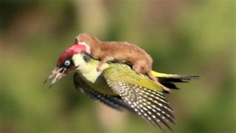 woodpecker takes weasel on the ride of its life yahoo