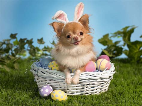 beautiful easter pictures    wallpaperscom