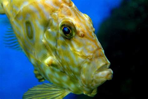 images underwater green yellow close  aquarium animales