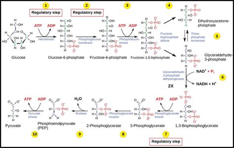 glycolysis definition equation enzymes  steps diagram