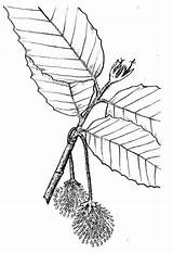Beech Coloring Branchlet Flowering Drawing Supercoloring Pages Getdrawings Leaf sketch template