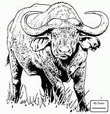 Buffalo Coloring Pages African Printable Cape Kids Water Drawing Animal Drawings Supercoloring Colouring Color Print Template Getdrawings Books Crafts Clipart sketch template