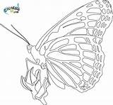 Butterfly Coloring Pages Monarch Kids Drawing Beautiful Printable Butterflies Bing Cocoon Suitable Know Little These So Comments sketch template