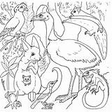 Australie Animaux Animal Rainforest Ancenscp Coloringhome sketch template