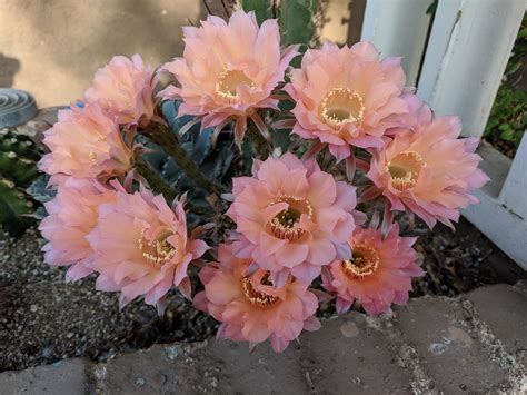 flowers bloomed overnight cactus