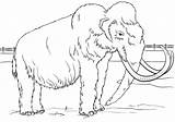 Coloring Mammoth Wooly Zoo Real Pages Seven Wonderful Children sketch template