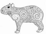 Capybara Colora Adulti Vettore Designlooter sketch template