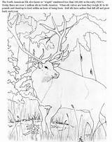 Coloring Pages Rocky Mountain Mountains Elk Drawing Getdrawings Popular Library Getcolorings Codes Insertion sketch template