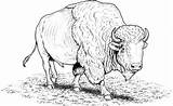 Buffalo Pages Bison Woodburning sketch template