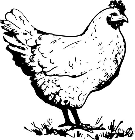 onlinelabels clip art chicken chicken clip art chicken coloring