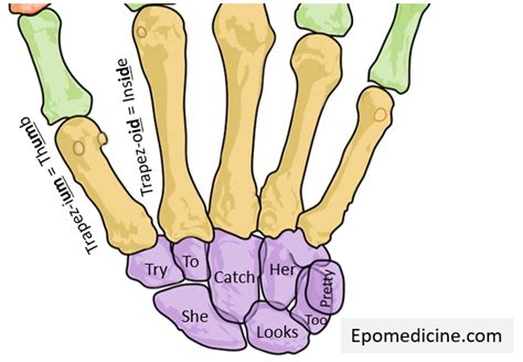 carpal bones arrangement anatomy  mnemonic medicine hack  xxx