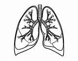Lungs Human Coloring Bronchi Drawing Pages Colorear Body Clipartmag Color Printable sketch template