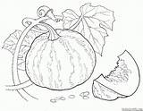 Colorare Disegni Zucca Verdure Calabaza Colorear Verduras Colorkid Citrouille Ciudad Pumpkin Piselli Vegetables Piccoli Abóbora Cidade Città Bambini sketch template