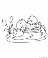 Duck Coloring Pages Baby Printable Clipart Kids Pond Ducks Childrens Cute Colouring Outline Print Water Animal Quotes Children Ministry Book sketch template