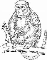 Rainforest Animals Macaque Rhesus Blut Rhésus Gleich Nicht Singe Scinexx Colouring sketch template