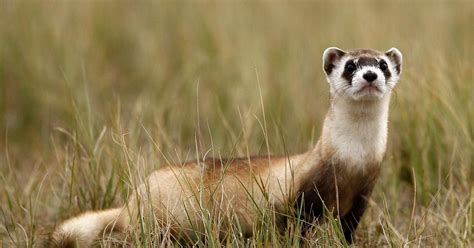 black footed ferrets  return   wyoming stronghold
