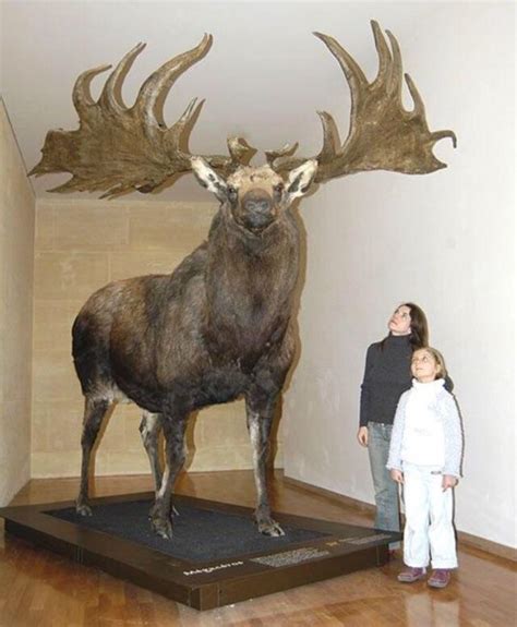 elk basically  extinct species  giant deer rhumanforscale
