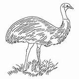 Emu Coloring Designlooter Calm 56kb 230px sketch template