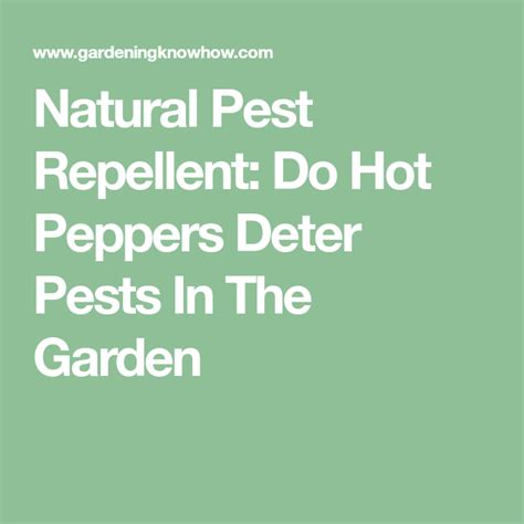 Natural Pest Repellent Do Hot Peppers Deter Pests In The Garden