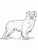 Shepherd Australian Coloring Pages Dog Newfoundland Drawing Scotia Nova Colouring Duck Printable Tolling Retriever Color Dogs Silhouette Getdrawings Getcolorings Crafts sketch template