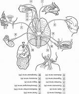 Nerves Cranial Asd3 Pairs sketch template