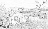 Manada Leones Singa Colorear Mewarnai Hienas Supercoloring Coloriages Hyenas Marimewarnai Everfreecoloring Ausmalbild Zum Hyänen sketch template