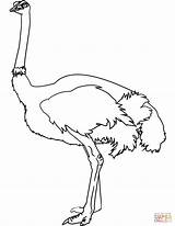 Coloring Ostrich Pages Drawing Birds Printable sketch template