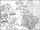 Coral Coloring Reefs Pages sketch template