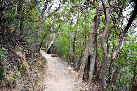 sydney bush walks bushwalking tours outdoor hiking track map