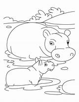 Hippo Coloring Swamp Baby Mother Pages Drawing Cartoon Color Template Animals Drawings 09kb 776px Getdrawings Cute Netart sketch template