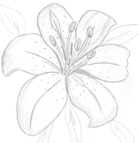 colourless tiger lily  sunnybunny  deviantart easy flower