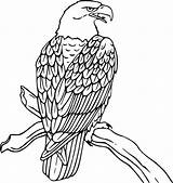 Eagle Bald Coloring Tree Rest Netart sketch template