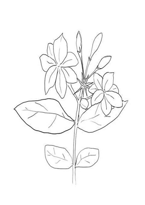coloring pages arabian jasmine flower coloring page